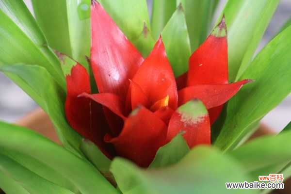 鸿运当头适合在室内养吗