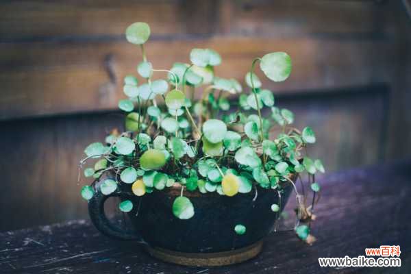 铜钱草适合在室内养吗