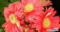 非洲菊的花语是什么？如何正确解读非洲菊的含义？