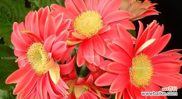 非洲菊的花语是什么?如何正确解读非洲菊的含义?