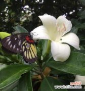 非洲茉莉花语是什么？它的寓意有哪些常见问题解答？