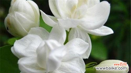 非洲茉莉花语是什么?它的寓意有哪些常见问题解答?