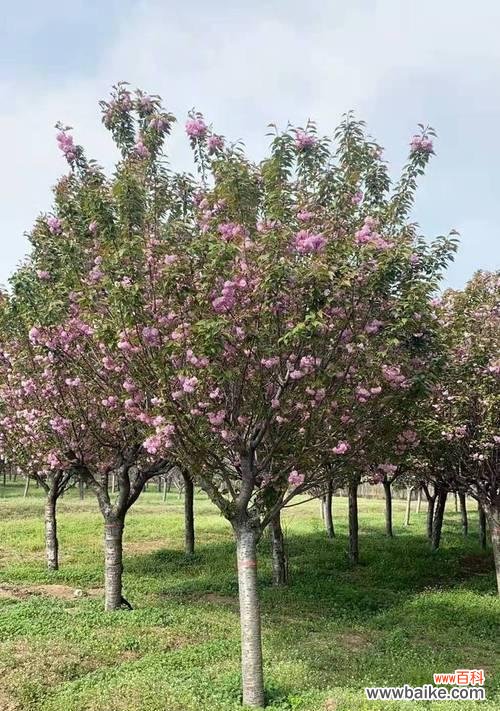 分枝点高度是什么意思？在植物学中起什么作用？