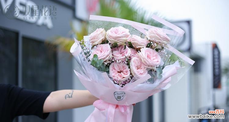 粉佳人的花语是什么?如何正确解读粉佳人的花语含义?