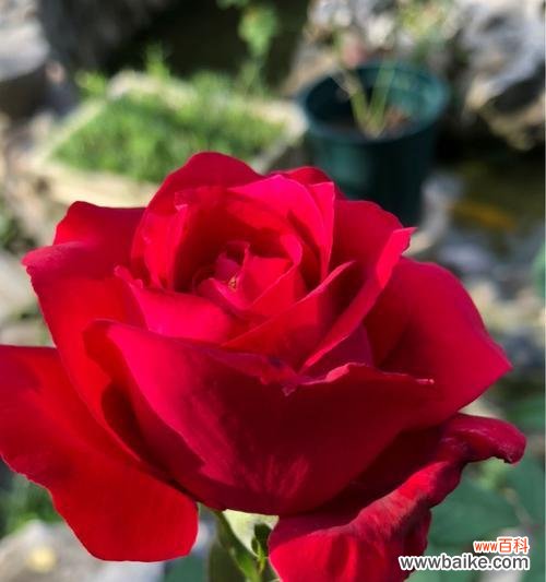 粉佳人的花语是什么?如何正确解读粉佳人的花语含义?