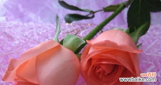 粉佳人的花语是什么?如何正确解读粉佳人的花语含义?