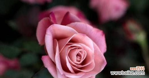 粉玫瑰代表什么含义?粉玫瑰花语的详细解释是什么?