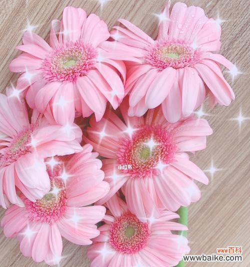 粉色扶郎花代表什么?它的花语和寓意有哪些?