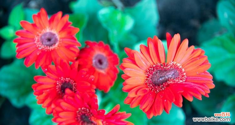 粉色扶郎花代表什么?它的花语和寓意有哪些?