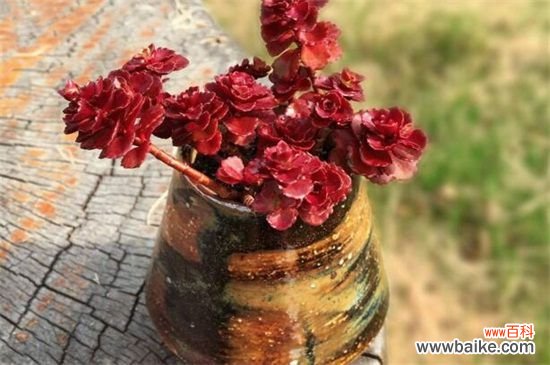 小球玫瑰怎么繁殖？小球玫瑰的繁殖方法