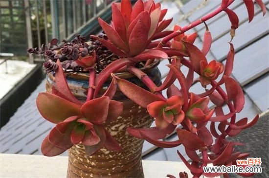 小球玫瑰怎么繁殖？小球玫瑰的繁殖方法