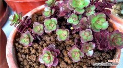 小球玫瑰怎么繁殖？小球玫瑰的繁殖方法