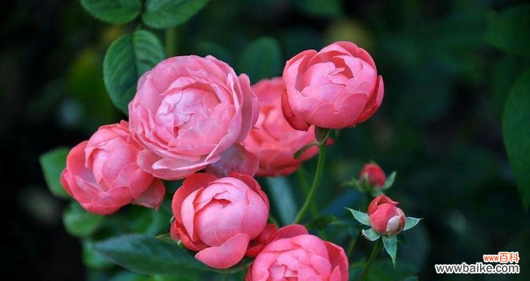 粉色月季代表什么？粉色月季花语有哪些含义？