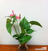 粉掌的花语是什么？粉掌代表的含义有哪些？