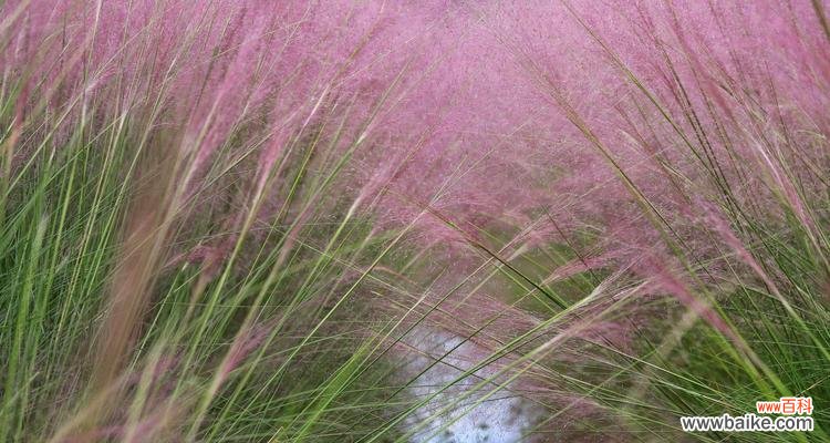 粉黛乱子草的花语是什么？如何正确解读它的含义？