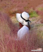 粉黛乱子草的花语是什么？如何正确解读它的含义？