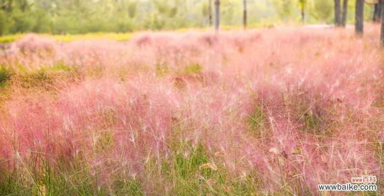 粉黛乱子草的花语是什么？如何正确解读它的含义？