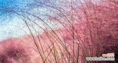 粉黛乱子草的花语寓意有哪些常见问题？