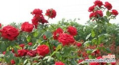 丰花月季是什么意思？丰花月季的特点和养护方法有哪些？