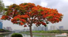 枫叶的花语是什么？为什么枫叶会成为秋天的象征？