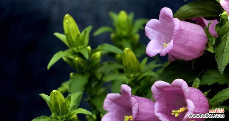 风铃花的花语是什么?如何用风铃花表达情感?