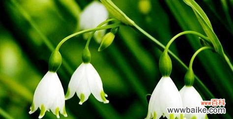 风铃花的花语是什么?如何用风铃花表达情感?