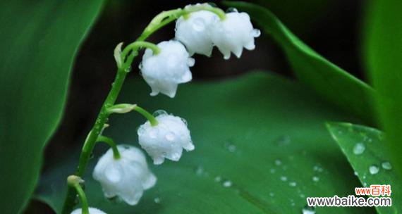 风铃花的花语是什么?如何用风铃花表达情感?