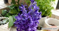 风信子的花语是什么？如何用风信子表达情感？