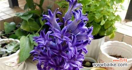 风信子的花语是什么？如何用风信子表达情感？