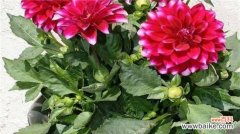 西番莲怎样扦插？西番莲的扦插方法步骤