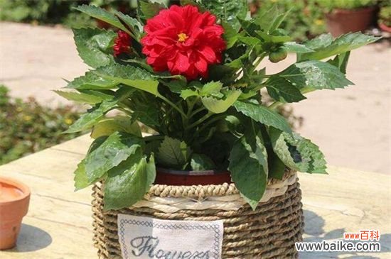 西番莲怎样扦插?西番莲的扦插方法步骤