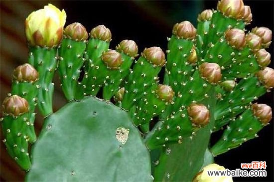 代表勇敢的花有哪些？盘点五个代表勇敢的花卉