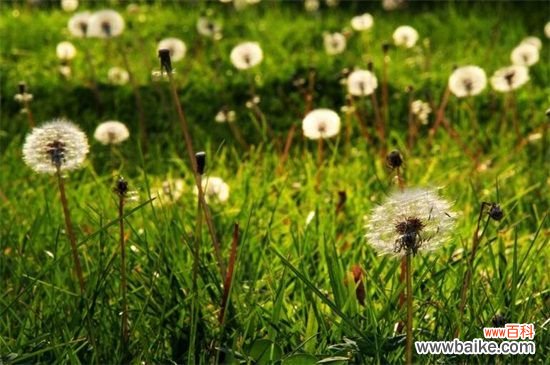 代表勇敢的花有哪些？盘点五个代表勇敢的花卉