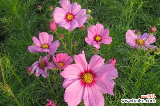 代表勇敢的花有哪些？盘点五个代表勇敢的花卉