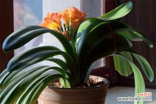 4月有什么花开？十大四月份开花的植物图片