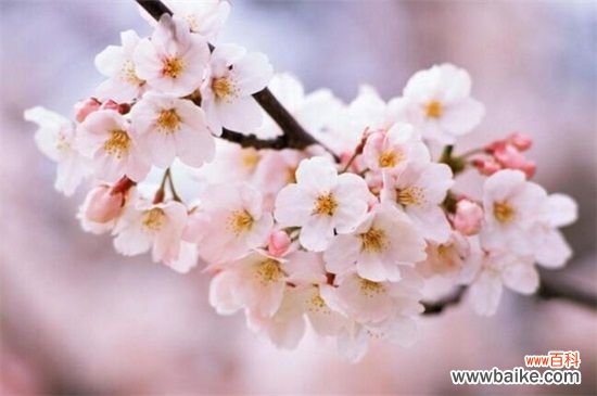 4月有什么花开？十大四月份开花的植物图片