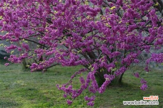4月有什么花开？十大四月份开花的植物图片