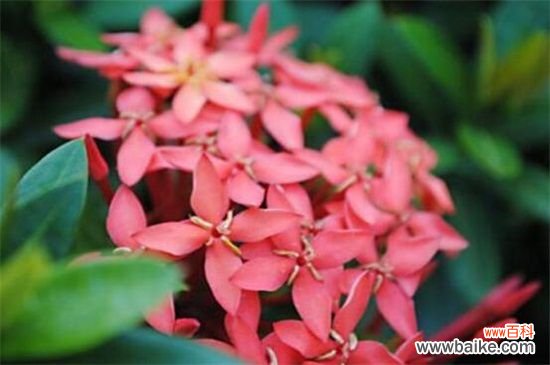 仙丹花怎么修剪好？仙丹花的修剪方法步骤