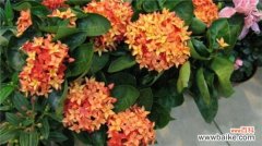 仙丹花怎么修剪好？仙丹花的修剪方法步骤