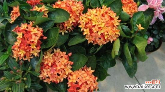 仙丹花怎么修剪好？仙丹花的修剪方法步骤