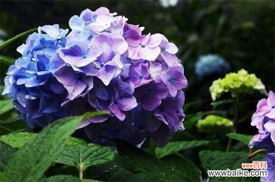 绣球花一年开几次花？绣球花一年开一次花