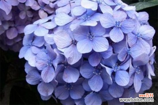 绣球花一年开几次花？绣球花一年开一次花