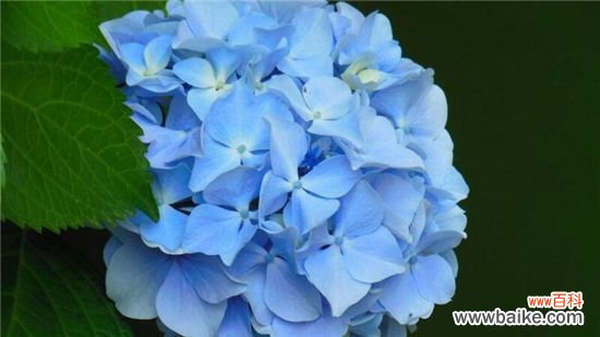 绣球花一年开几次花？绣球花一年开一次花