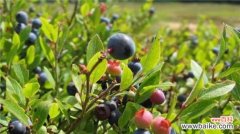 乌饭子怎么种？乌饭子的种植方法