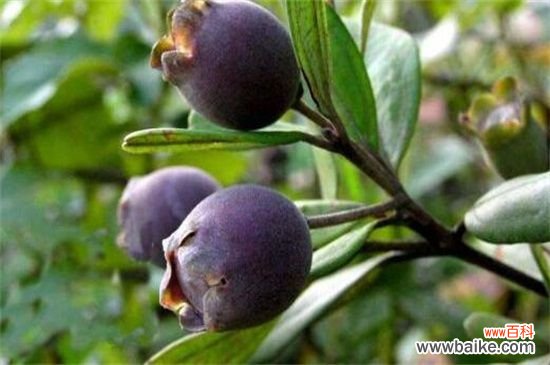 乌饭子怎么种?乌饭子的种植方法