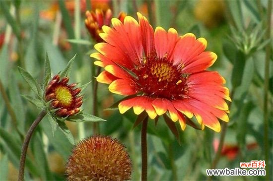 宿根天人菊如何栽培？宿根天人菊的栽培方法和注意事项