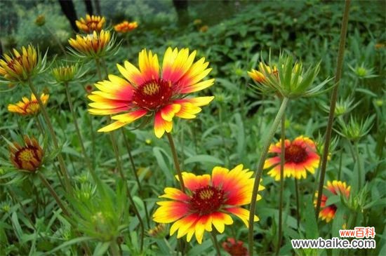 宿根天人菊如何栽培？宿根天人菊的栽培方法和注意事项