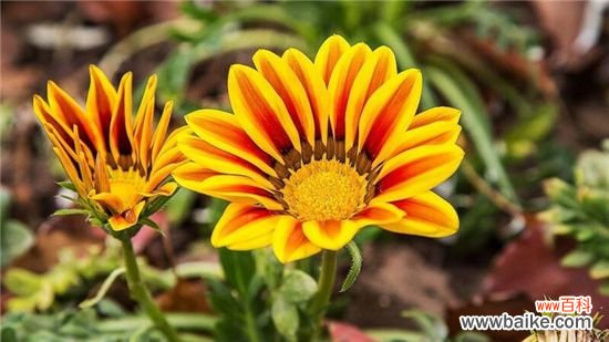 天人菊的种子怎么种？天人菊的种子的栽种方法