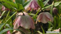 铁筷子怎么养？铁筷子的养殖方法