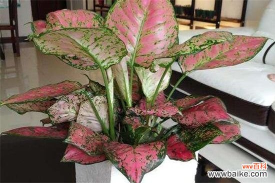 如意皇后叶子怎么变红？如意皇后叶子变红的方法